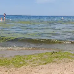Zielone glony na wodzie i plaży, mimo że kąpieliska nad morzem są zamknięte, para na desce SUP i inne wodne atrakcje.