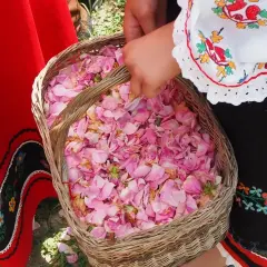 Ręce zbierają płatki róż do koszyka. Tradycyjny strój i zapach róż z Doliny Róż Bułgaria.