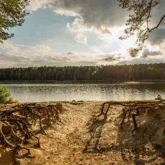 Piękne jeziora wokół Poznania. Słoneczny dzień, piaszczysta plaża z odsłoniętymi korzeniami drzew i spokojna tafla wody.