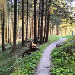 Ścieżka w lesie, tworząca pętlę, prowadzi przez gęsty las iglasty. Słońce przebija się przez drzewa, oświetlając zieloną roślinność.