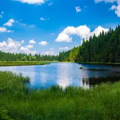 Spokojne jezioro otoczone lasem, z bujną zielenią na pierwszym planie. To jedno z magicznych miejsc Kujawsko-Pomorskiego.