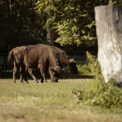 Dwa żubry pasące się na łące w Białowieży. To wspaniałe zwierzęta, które warto zobaczyć podczas wizyty w tym regionie.