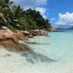 Rajska plaża na Seszelach, gdzie turkusowa woda skrywa niebezpieczne zwierzęta. Palmy i skały tworzą malowniczy krajobraz.