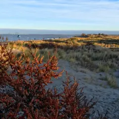 Jesienny spacer po plaży, idealne miejsce gdzie nad morze w październiku. Morze, piasek i krzewy z pomarańczowymi owocami.