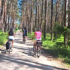 Rodzina przemierza malownicze **trasy rowerowe Wielkopolska** w sosnowym lesie.