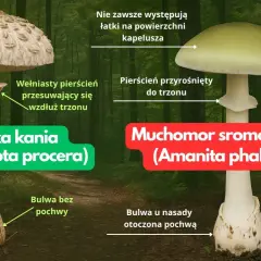 Jak odróżnić kanię od muchomora: czubajka kania ma łuski na kapeluszu i ruchomy pierścień, muchomor sromotnikowy ma gładki kapelusz i pierścień przyrośnięty do trzonu.