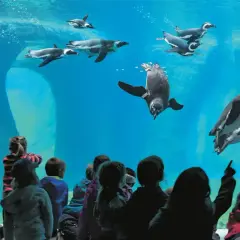Dzieci oglądają pingwiny w największym zoo w Polsce. Ptaki pływają w akwarium, a maluchy z fascynacją obserwują ich ruchy.