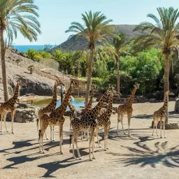 Stado żyraf w słonecznym zoo, jedno z wielu atrakcji Fuerteventury. Palmy i ocean w tle.