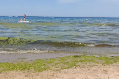 Zielone glony na wodzie i plaży, mimo że kąpieliska nad morzem są zamknięte, para na desce SUP i inne wodne atrakcje.