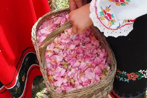 Ręce zbierają płatki róż do koszyka. Tradycyjny strój i zapach róż z Doliny Róż Bułgaria.