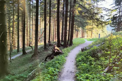 Ścieżka w lesie, tworząca pętlę, prowadzi przez gęsty las iglasty. Słońce przebija się przez drzewa, oświetlając zieloną roślinność.