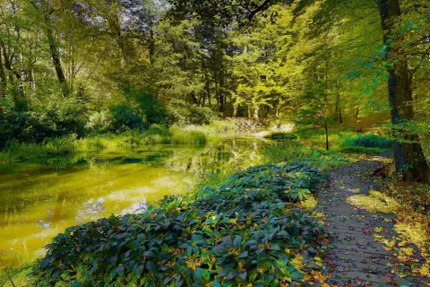 Malowniczy staw i drewniana ścieżka w cysterskim parku krajobrazowym. Słońce przebija się przez liście, tworząc złote refleksy na wodzie.