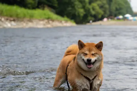 Szczęśliwy pies rasy Shiba Inu pluska się w rzece, ciesząc się wakacjami na Mazurach z psem.