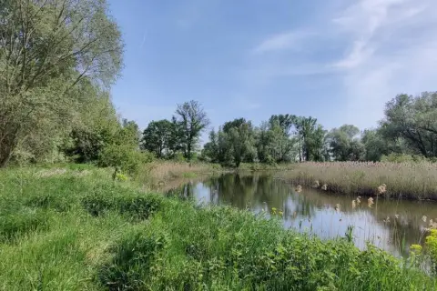 Zielona trawa i trzciny otaczają spokojną wodę w nadwarciańskim parku krajobrazowym. Drzewa tworzą zieloną ścianę w tle.
