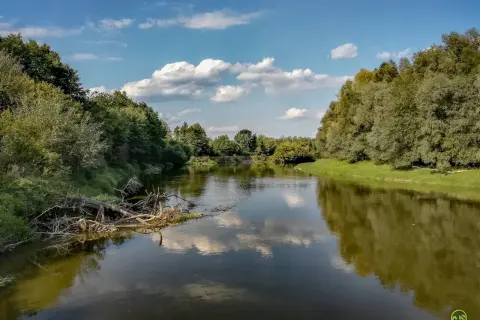 Spokojny nurt rzeki Bug odbija błękitne niebo z białymi chmurami. Bujna zieleń drzew i zwalone konary tworzą malowniczy krajobraz.