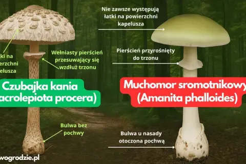 Jak odróżnić kanię od muchomora: czubajka kania ma łuski na kapeluszu i ruchomy pierścień, muchomor sromotnikowy ma gładki kapelusz i pierścień przyrośnięty do trzonu.