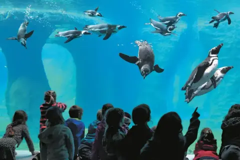 Dzieci oglądają pingwiny w największym zoo w Polsce. Ptaki pływają w akwarium, a maluchy z fascynacją obserwują ich ruchy.