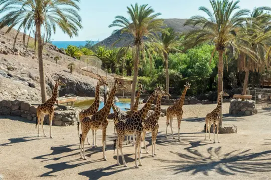 Stado żyraf w słonecznym zoo, jedno z wielu atrakcji Fuerteventury. Palmy i ocean w tle.