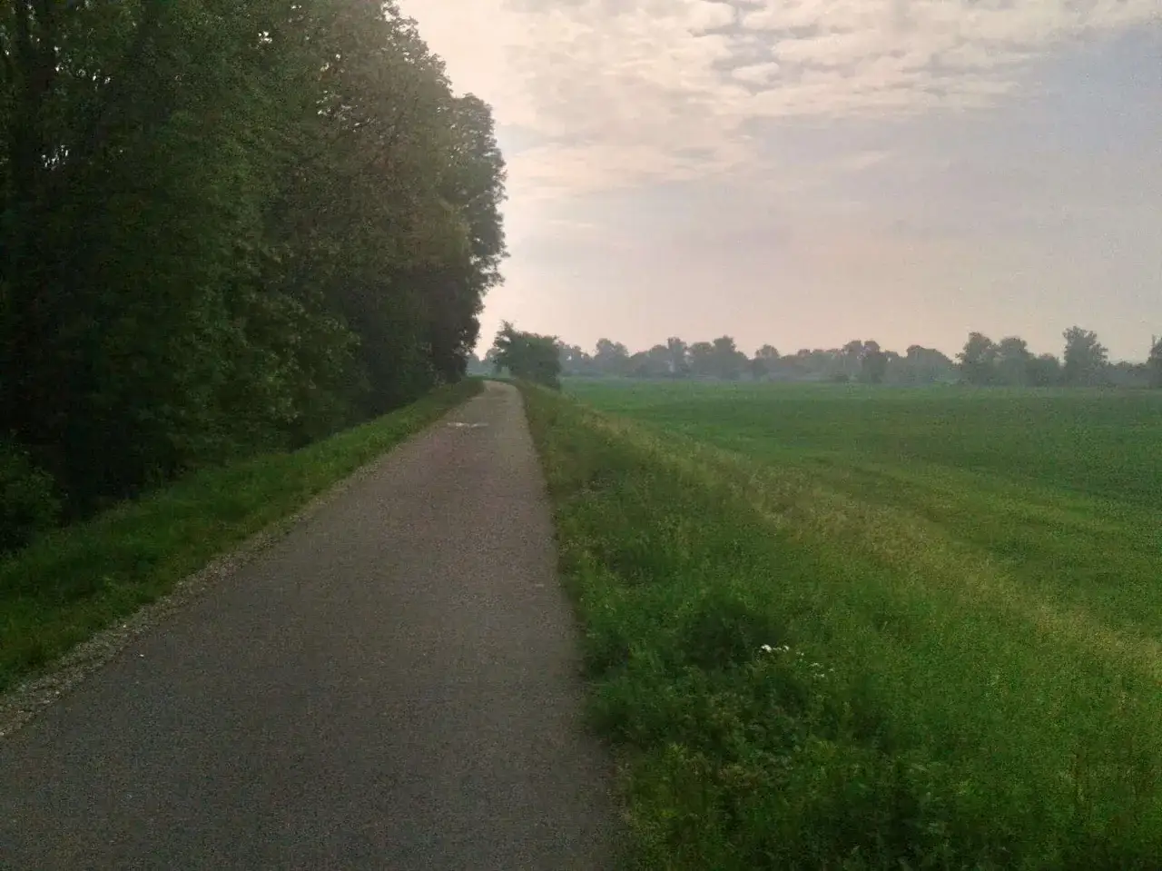 Asfaltowa puszcza niepołomicka trasa rowerowa wije się wśród zieleni, zapraszając na przejażdżkę.