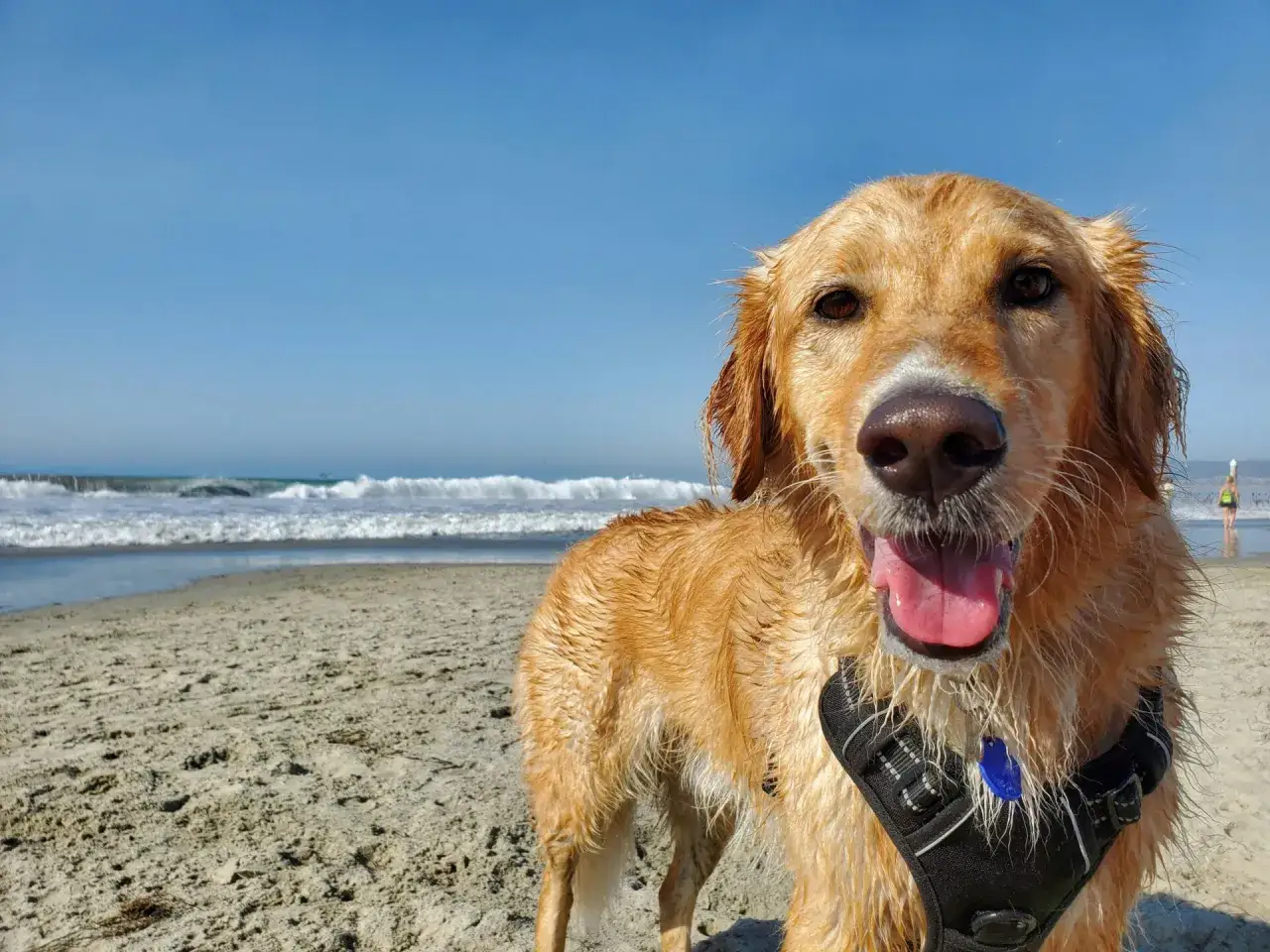 Szczęśliwy golden retriever po kąpieli nad morzem z psem. Wesoło dyszy na plaży, w tle fale i błękitne niebo.