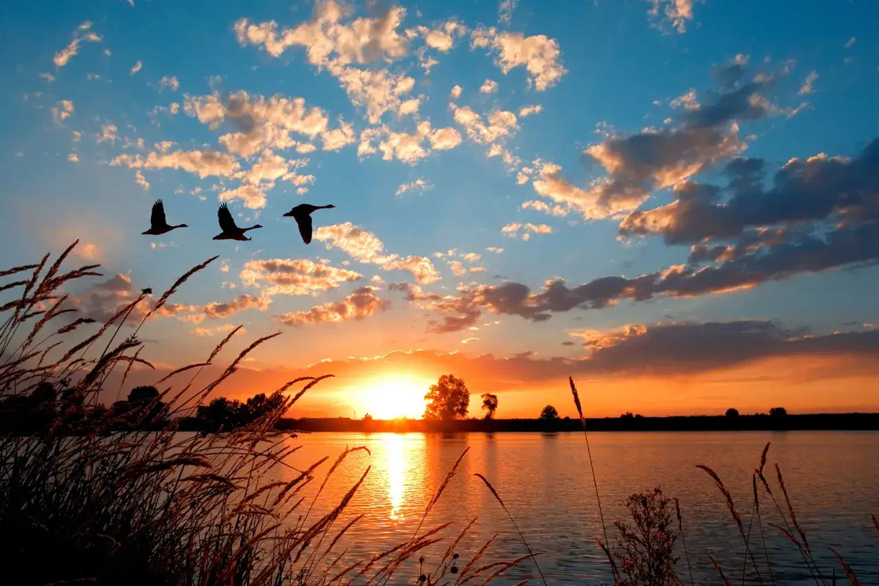 Trzy gęsi lecą nad jeziorem o zachodzie słońca. Idealne miejsce, gdzie na Mazury we dwoje.
