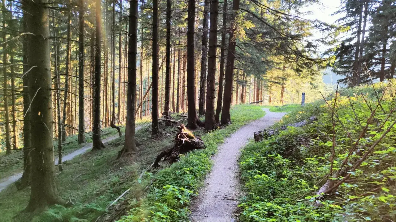 Ścieżka w lesie, która tworzy pętlę, prowadzi przez malownicze tereny. Słońce przebija się przez drzewa, oświetlając zieloną roślinność.