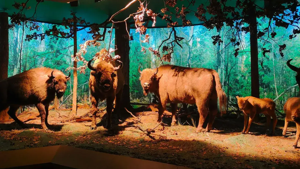 Białowieża plan zwiedzania: ekspozycja z żubrami w leśnej scenerii. Widać dorosłe osobniki i cielę.